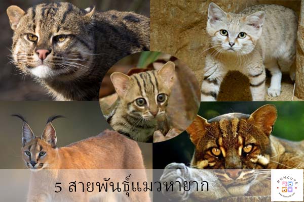 5 สายพันธุ์แมวที่หายาก แปลกตา แต่ดูน่ารัก คุณเคยเห็นหมดทุกตัวแล้วหรือยัง ? 5 สายพันธุ์แมวที่หายาก แปลกตา แต่ดูน่ารัก คุณเคยเห็นหมดทุกตัวแล้วหรือยัง ?