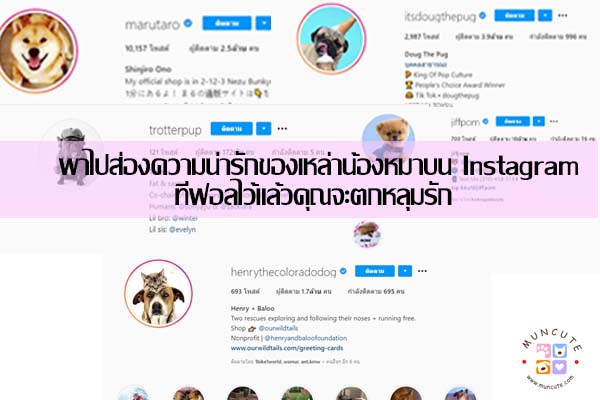 พาไปส่องความน่ารักของเหล่าน้องหมาบน Instagram ที่ฟอลไว้แล้วคุณจะตกหลุมรัก