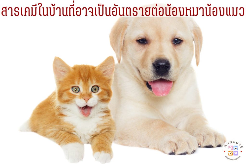 ข้อควรระวัง ! สำหรับน้องหมาน้องแมว สารเคมีในบ้านที่อาจเป็นอันตรายต่อน้อง