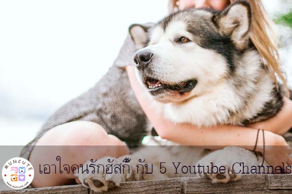 เอาใจคนรักฮัสกี้ กับ 5 Youtube Channels เจ้าตูบ