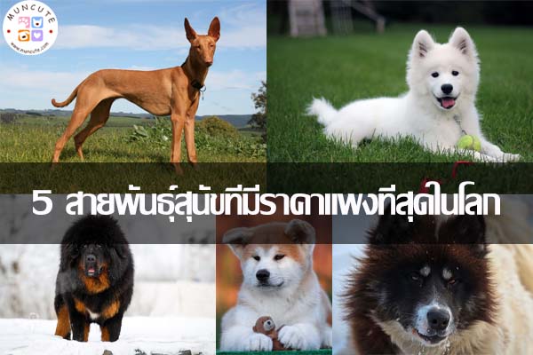 5 สายพันธุ์สุนัขที่มีราคาแพงที่สุดในโลก