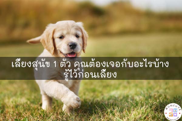 เลี้ยงสุนัข 1 ตัว คุณต้องเจอกับอะไรบ้าง รู้ไว้ก่อนเลี้ยง #เรื่องควรรู้ก่อนเลี้ยงสุนัข