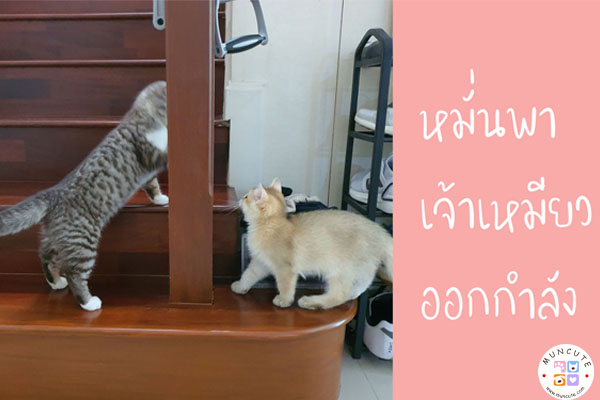 ทาสแมวจงฟัง! หมั่นพาเจ้าเหมียวออกกำลัง #สัตว์โลกน่ารัก