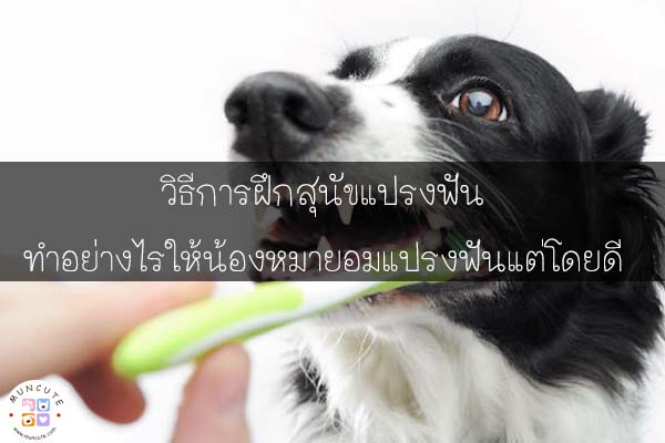 วิธีการฝึกสุนัขแปรงฟัน ทำอย่างไรให้น้องหมายอมแปรงฟันแต่โดยดี #วิธีแปรงฟันสุนัข