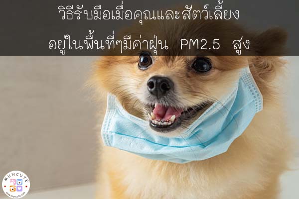 วิธีรับมือ เมื่อคุณและสัตว์เลี้ยงอยู่ในพื้นที่ๆมีค่าฝุ่น PM2.5 สูง #เคล็ดลับการเลี้ยงสัตว์