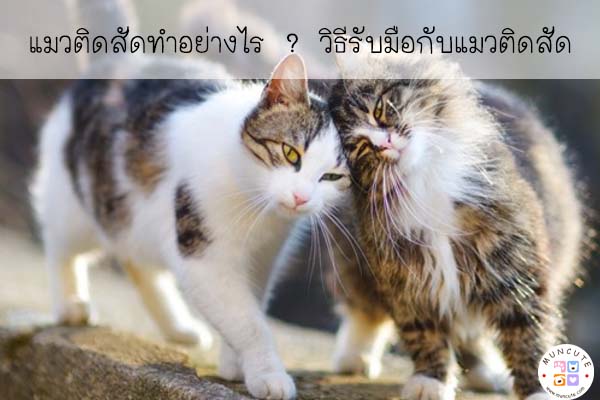 แมวติดสัดทำอย่างไร ? วิธีรับมือกับแมวติดสัด วิธีบรรเทาอาการเมื่อน้องเหมียวติดสัด #สัตว์โลกน่ารัก