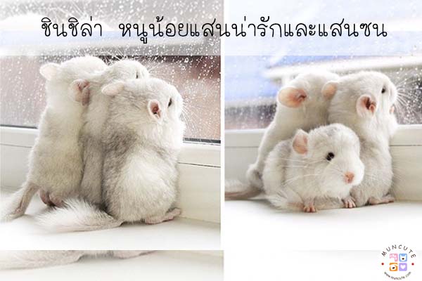 ชินชิล่า หนูน้อยแสนน่ารักและแสนซน #สัตว์โลกน่ารัก