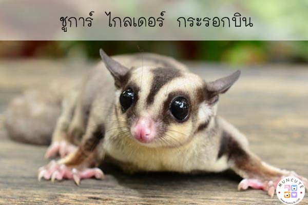 ชูการ์ ไกลเดอร์ กระรอกบิน #สัตว์โลกน่ารัก