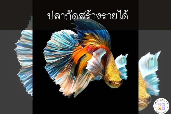 ปลากัดสร้างรายได้ #สัตว์โลกน่ารัก