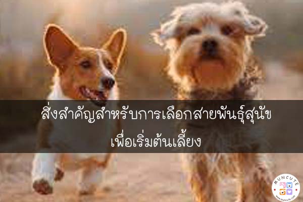 สิ่งสำคัญสำหรับการเลือกสายพันธุ์สุนัขเพื่อเริ่มต้นเลี้ยง #สัตว์โลกน่ารัก