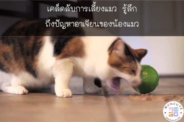 เคล็ดลับการเลี้ยงแมว รู้ลึก ถึงปัญหาอาเจียนของน้องแมว #สัตว์โลกน่ารัก