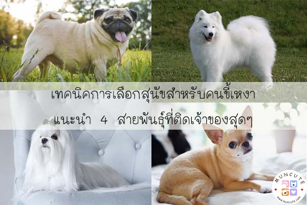 เทคนิคการเลือกสุนัขสำหรับคนขี้เหงา แนะนำ 4 สายพันธุ์ที่ติดเจ้าของสุดๆ #สัตว์โลกน่ารัก