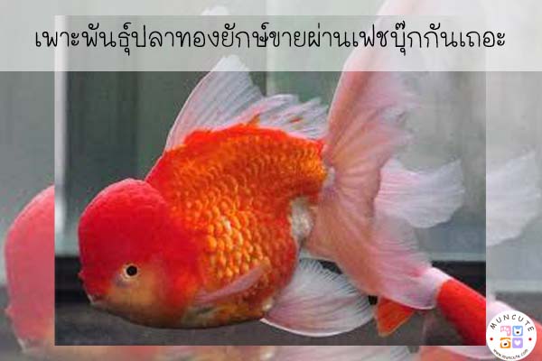 เพาะพันธุ์ปลาทองยักษ์ขายผ่านเฟชบุ๊กกันเถอะ #สัตว์โลกน่ารัก