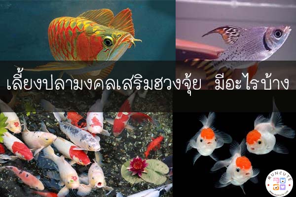 เลี้ยงปลามงคลเสริมฮวงจุ้ย มีอะไรบ้าง #สัตว์โลกน่ารัก