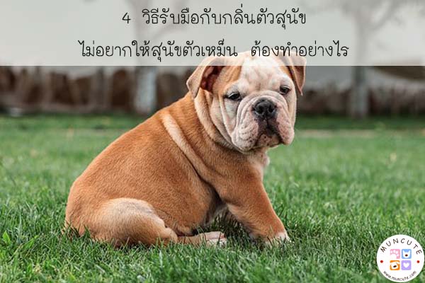 4 วิธีรับมือกับกลิ่นตัวสุนัข ไม่อยากให้สุนัขตัวเหม็น ต้องทำอย่างไร #สัตว์โลกน่ารัก