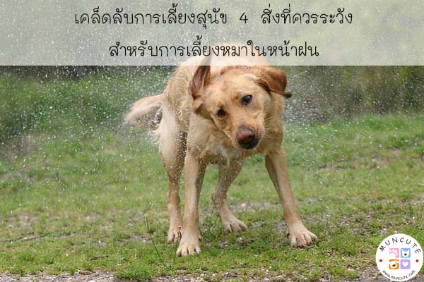 เคล็ดลับการเลี้ยงสุนัข 4 สิ่งที่ควรระวังสำหรับการเลี้ยงหมาในหน้าฝน #สัตว์โลกน่ารัก