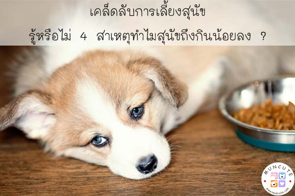 เคล็ดลับการเลี้ยงสุนัข รู้หรือไม่ 4 สาเหตุทำไมสุนัขถึงกินน้อยลง ? #สัตว์โลกน่ารัก