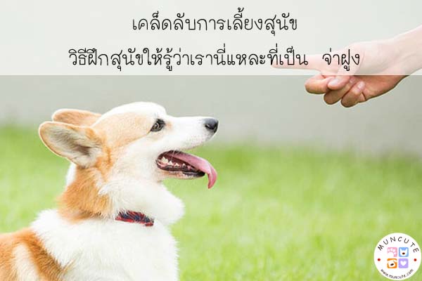 เคล็ดลับการเลี้ยงสุนัข วิธีฝึกสุนัขให้รู้ว่าเรานี่แหละที่เป็น จ่าฝูง #เสัตว์โลกน่ารัก