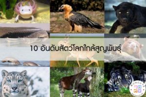 10 อันดับสัตว์โลกใกล้สูญพันธุ์ #สัตว์โลกน่ารัก