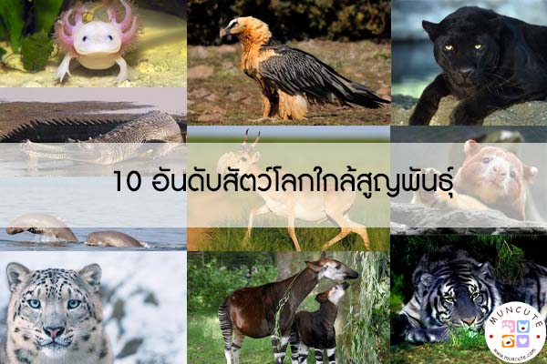 10 อันดับสัตว์โลกใกล้สูญพันธุ์ #สัตว์โลกน่ารัก