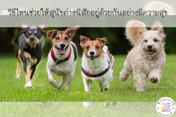 วิธีไหนช่วยให้สุนัขต่างนิสัยอยู่ด้วยกันอย่างมีความสุข #สัตว์โลกน่ารัก