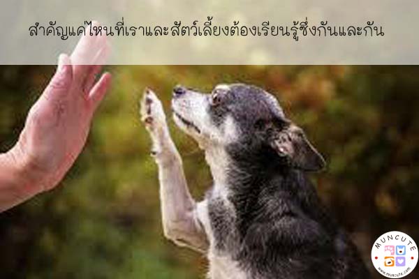 สำคัญแค่ไหนที่เราและสัตว์เลี้ยงต้องเรียนรู้ซึ่งกันและกัน #สัตว์โลกน่ารัก