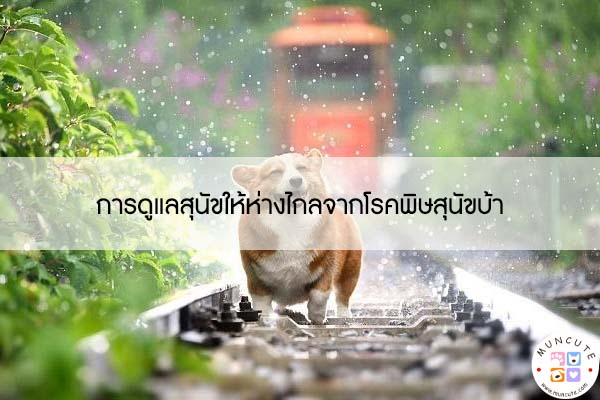 การดูแลสุนัขให้ห่างไกลจากโรคพิษสุนัขบ้า #สัตว์โลกน่ารัก