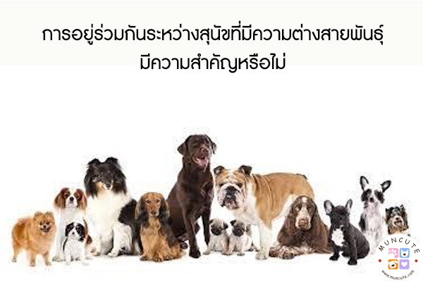 การอยู่ร่วมกันระหว่างสุนัขที่มีความต่างสายพันธุ์มีความสำคัญหรือไม่ #สัตว์โลกน่ารัก