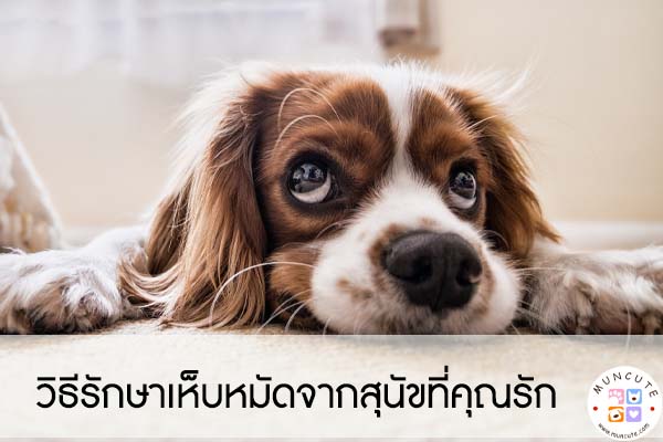 วิธีรักษาเห็บหมัดจากสุนัขที่คุณรัก #สัตว์โลกน่ารัก