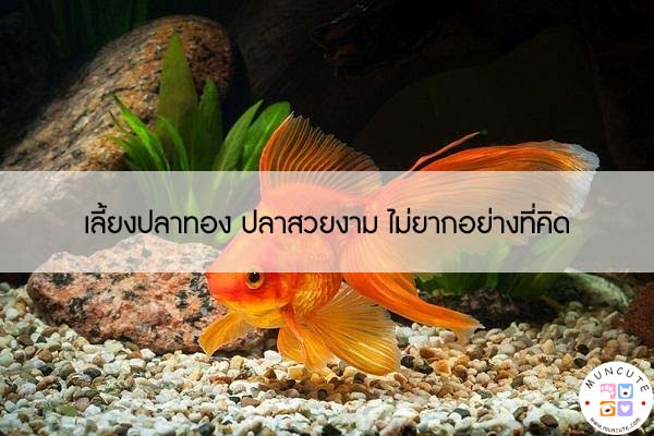 เลี้ยงปลาทอง ปลาสวยงาม ไม่ยากอย่างที่คิด #สัตว์โลกน่ารัก