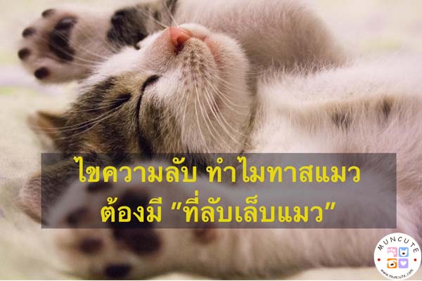 ไขข้อข้องใจ ทำไมทาสแมวต้องมี “ที่ลับเล็บแมว” #ทาสแมว