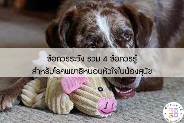 ข้อควรระวัง รวม 4 ข้อควรรู้สำหรับโรคพยาธิหนอนหัวใจในน้องสุนัข