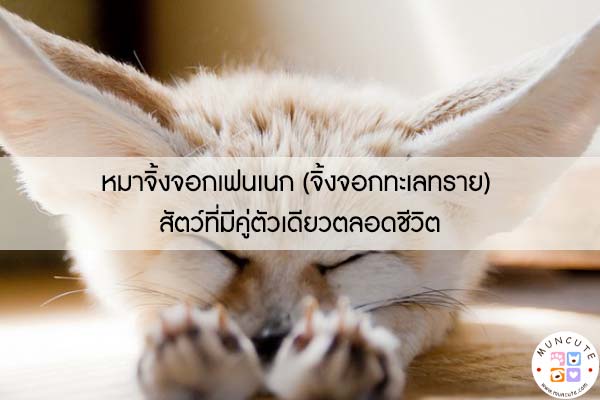 หมาจิ้งจอกเฟนเนก (จิ้งจอกทะเลทราย) สัตว์ที่มีคู่ตัวเดียวตลอดชีวิต #สัตว์โลกน่ารัก