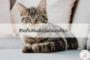 ชีวิตที่เปลี่ยนไปเมื่อมีแมวเข้ามา #ทาสแมว