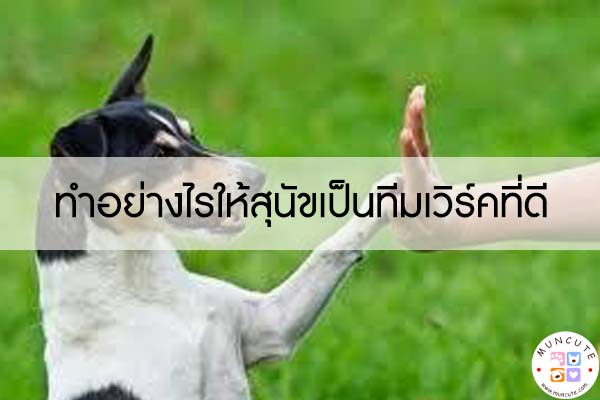 ทำอย่างไรให้สุนัขเป็นทีมเวิร์คที่ดี