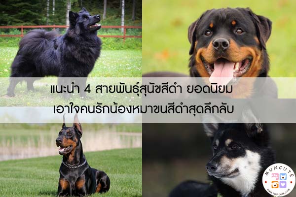 แนะนำ 4 สายพันธุ์สุนัขสีดำ ยอดนิยม เอาใจคนรักน้องหมาขนสีดำสุดลึกลับ