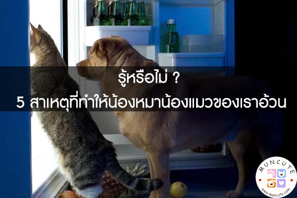 รู้หรือไม่ ? 5 สาเหตุที่ทำให้น้องหมาน้องแมวของเราอ้วน