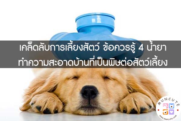 เคล็ดลับการเลี้ยงสัตว์ ข้อควรรู้ 4 น้ำยาทำความสะอาดบ้านที่เป็นพิษต่อสัตว์เลี้ยง