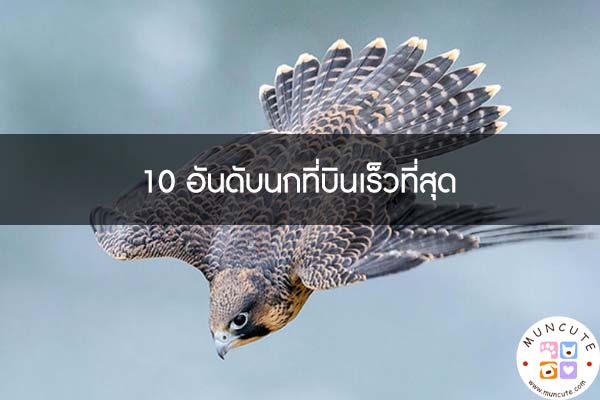 10 อันดับนกที่บินเร็วที่สุด