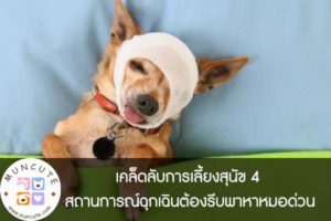 เคล็ดลับการเลี้ยงสุนัข 4 สถานการณ์ฉุกเฉินต้องรีบพาหาหมอด่วน