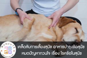 เคล็ดลับการเลี้ยงสุนัข อาหารบำรุงข้อสุนัข หมดปัญหากวนใจ เรื่อง โรคข้อในสุนัข