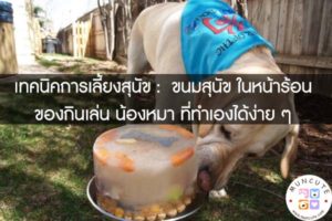 เทคนิคการเลี้ยงสุนัข - ขนมสุนัข ในหน้าร้อน ของกินเล่น น้องหมา ที่ทำเองได้ง่าย ๆ