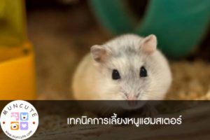เทคนิคการเลี้ยงหนูแฮมสเตอร์
