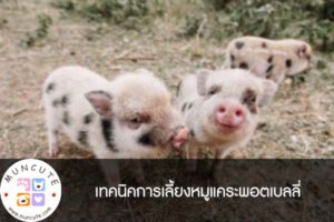 เทคนิคการเลี้ยงหมูแคระพอตเบลลี่