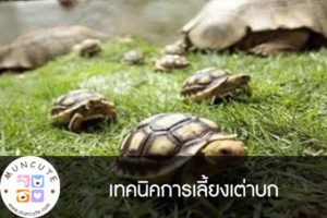 เทคนิคการเลี้ยงเต่าบก