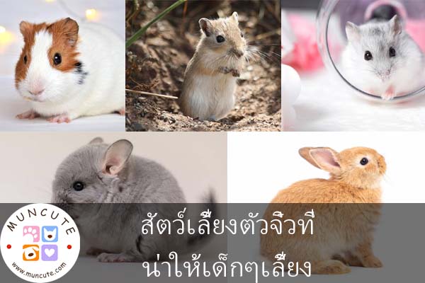 สัตว์เลี้ยงตัวจิ๋วที่น่าให้เด็กๆเลี้ยง L สัตว์โลกน่ารัก คลิปแมว คลิปหมา  ทาสแมว