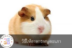 วิธีให้อาหารหนูตะเภา