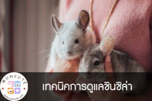 เทคนิคการดูแลชินชิล่า