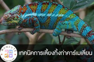 เทคนิคการเลี้ยงกิ้งก่าคาร์เมเลี่ยน