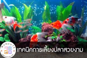 เทคนิคการเลี้ยงปลาสวยงาม